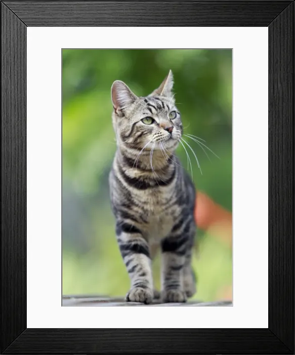 Framed Print : Picture No. 10887834 Framed Print : Picture No. 10887834