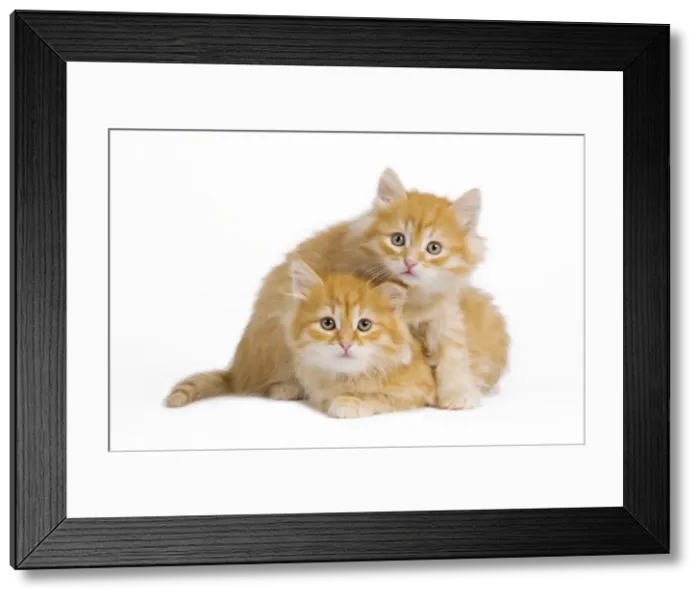 Framed Print : Picture No. 10887842 Framed Print : Picture No. 10887842