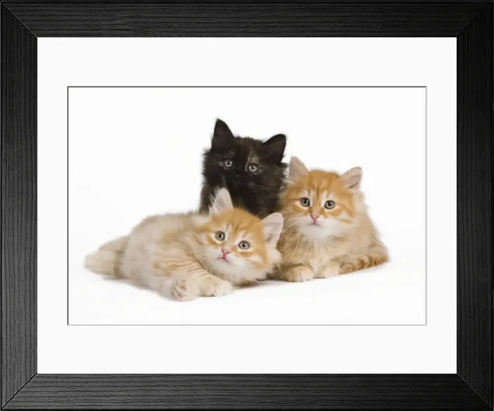 Framed Print : Picture No. 10887844 Framed Print : Picture No. 10887844