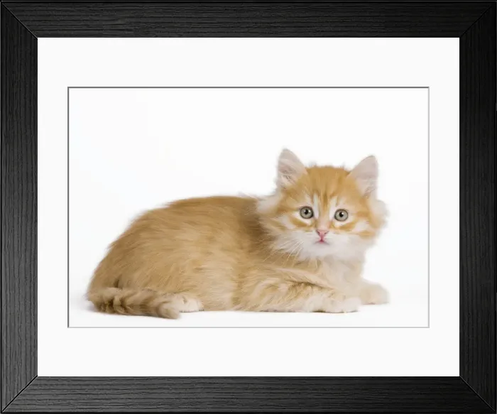 Framed Print : Picture No. 10887843 Framed Print : Picture No. 10887843