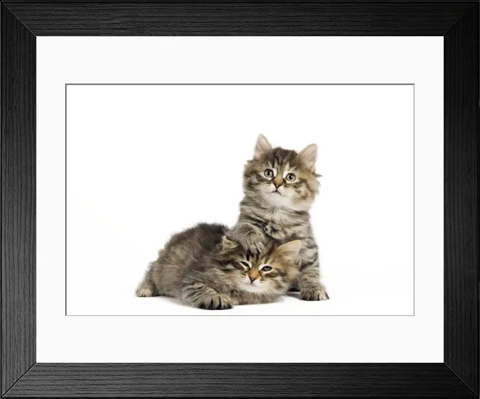 Framed Print : Picture No. 10887851