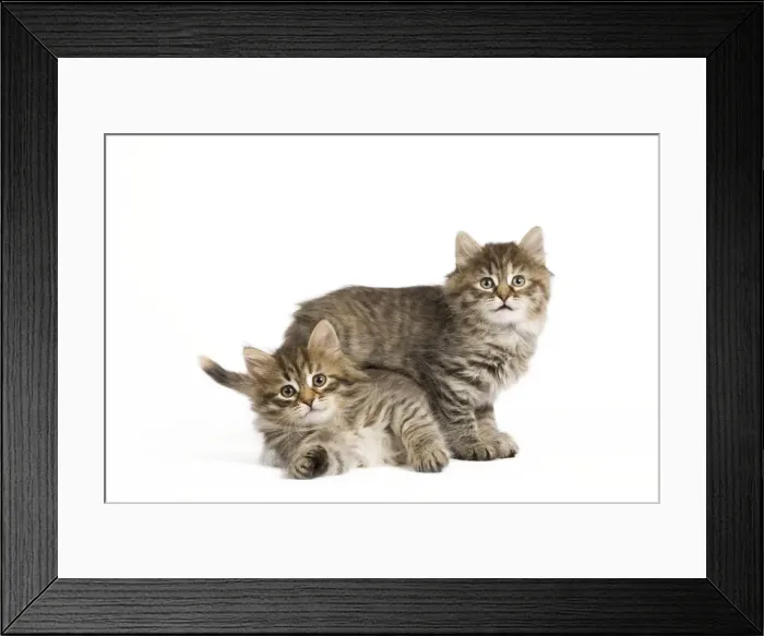 Framed Print : Picture No. 10887857 Framed Print : Picture No. 10887857