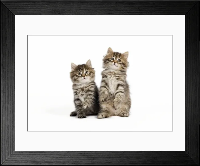 Framed Print : Picture No. 10887853 Framed Print : Picture No. 10887853