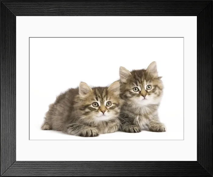 Framed Print : Picture No. 10887850 Framed Print : Picture No. 10887850