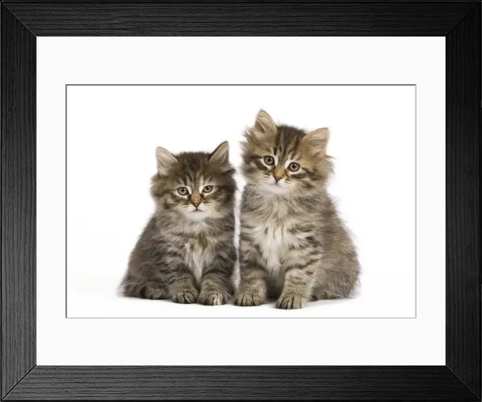 Framed Print : Picture No. 10887855 Framed Print : Picture No. 10887855