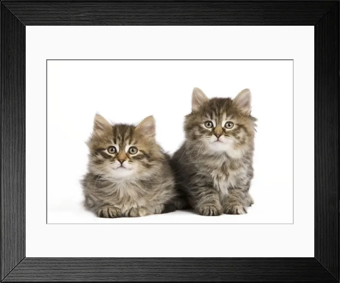 Framed Print : Picture No. 10887858 Framed Print : Picture No. 10887858