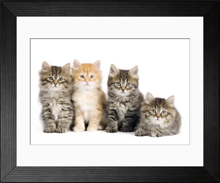 Framed Print : Picture No. 10887862 Framed Print : Picture No. 10887862