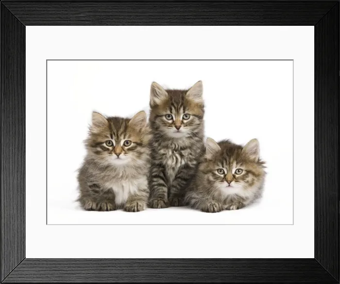 Framed Print : Picture No. 10887860 Framed Print : Picture No. 10887860