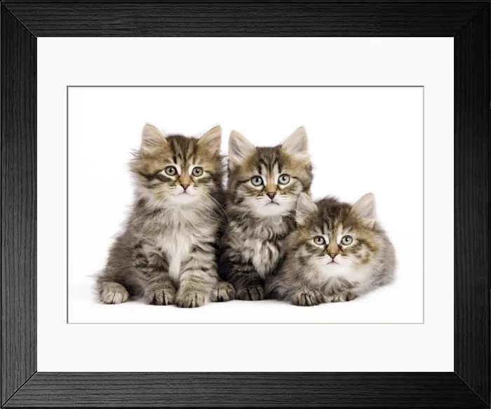 Framed Print : Picture No. 10887861 Framed Print : Picture No. 10887861