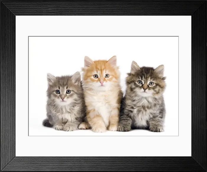 Framed Print : Picture No. 10887863 Framed Print : Picture No. 10887863