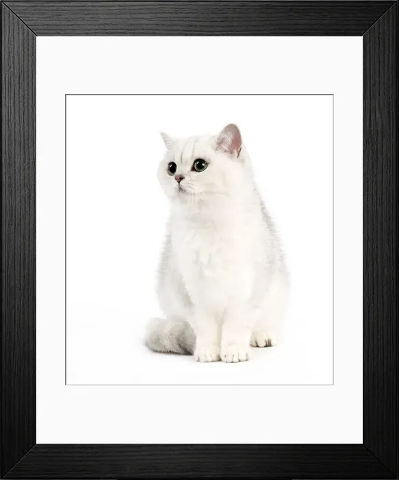 Framed Print : Picture No. 10887869 Framed Print : Picture No. 10887869