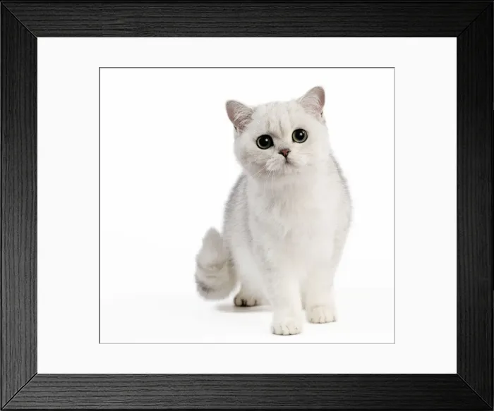Framed Print : Picture No. 10887870 Framed Print : Picture No. 10887870