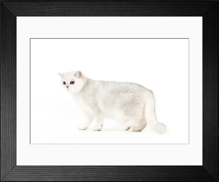 Framed Print : Picture No. 10887872 Framed Print : Picture No. 10887872