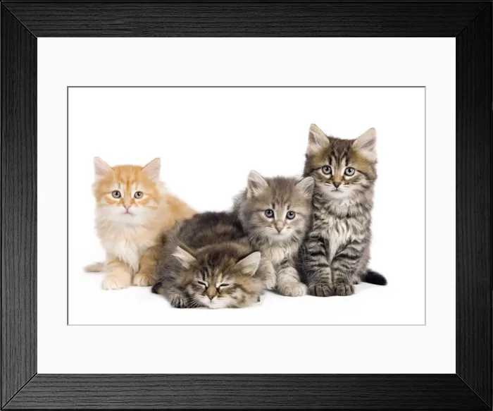Framed Print : Picture No. 10887866 Framed Print : Picture No. 10887866