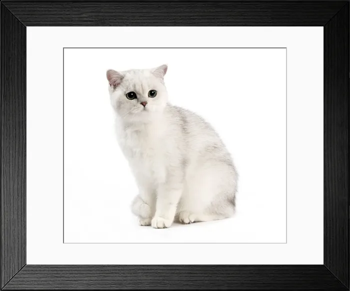 Framed Print : Picture No. 10887871 Framed Print : Picture No. 10887871
