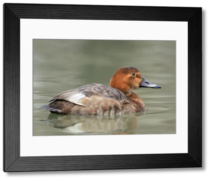 Framed Print : Picture No. 10885476 Framed Print : Picture No. 10885476