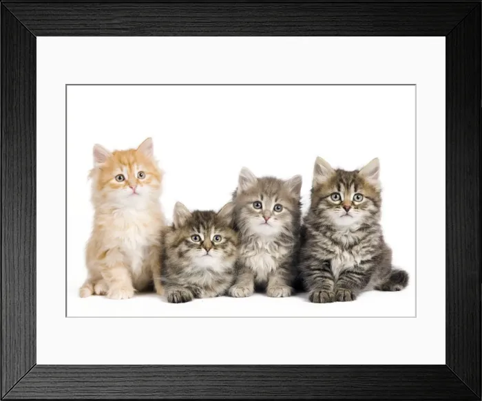 Framed Print : Picture No. 10887865 Framed Print : Picture No. 10887865