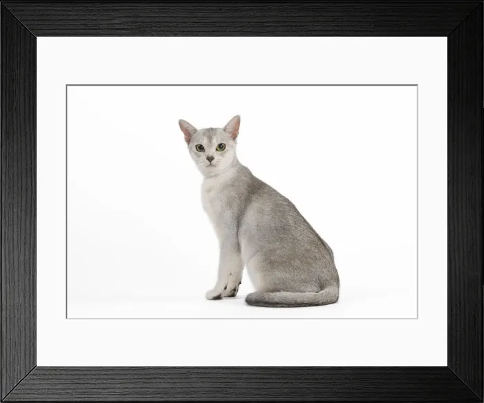 Framed Print : Picture No. 10887874 Framed Print : Picture No. 10887874