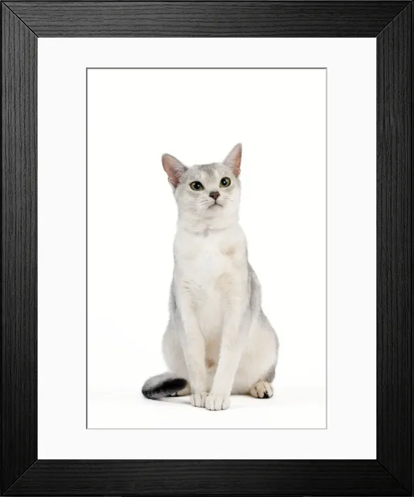 Framed Print : Picture No. 10887876 Framed Print : Picture No. 10887876