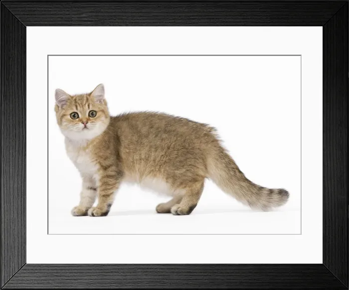 Framed Print : Picture No. 10887881 Framed Print : Picture No. 10887881