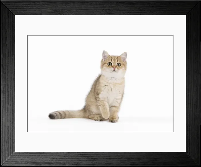 Framed Print : Picture No. 10887880 Framed Print : Picture No. 10887880