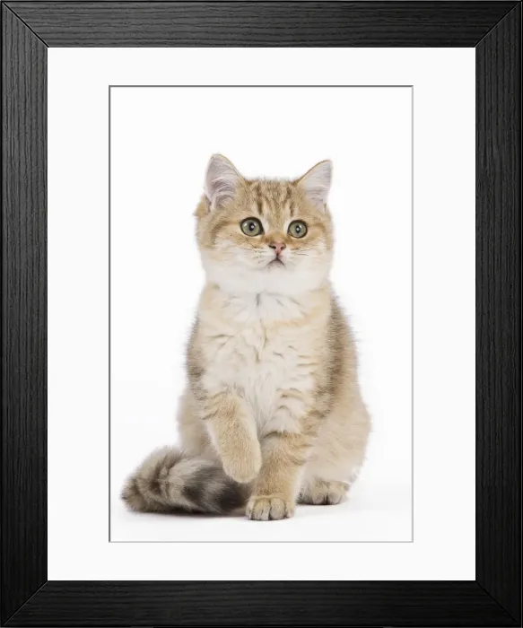 Framed Print : Picture No. 10887891 Framed Print : Picture No. 10887891