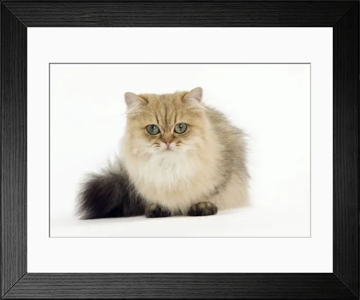 Framed Print : Picture No. 10887893 Framed Print : Picture No. 10887893