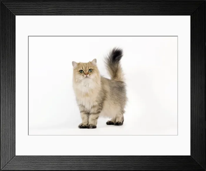 Framed Print : Picture No. 10887894 Framed Print : Picture No. 10887894