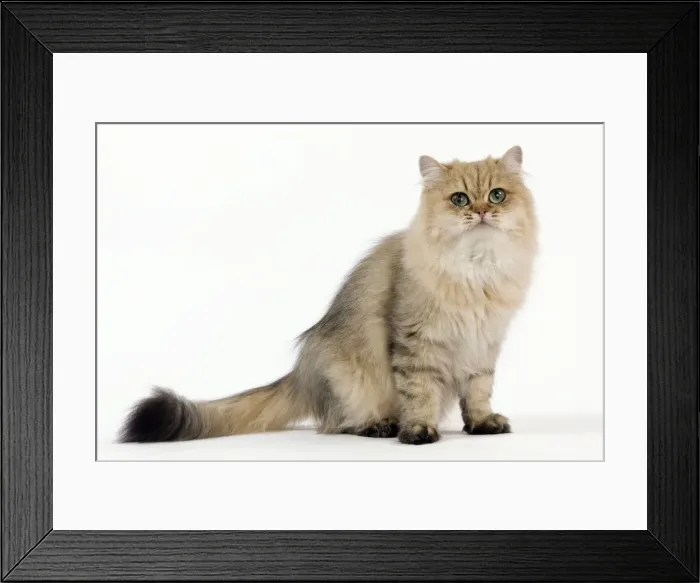 Framed Print : Picture No. 10887895 Framed Print : Picture No. 10887895