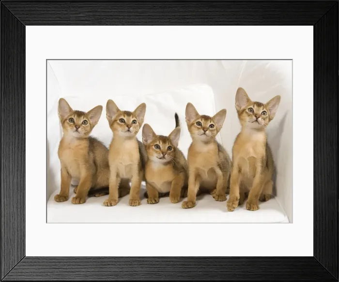 Framed Print : Picture No. 10887901 Framed Print : Picture No. 10887901