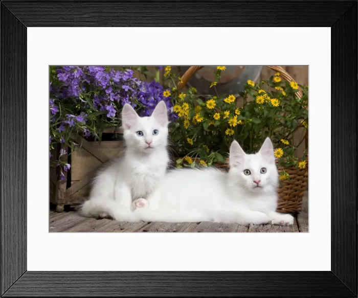 Framed Print : Picture No. 10887946 Framed Print : Picture No. 10887946