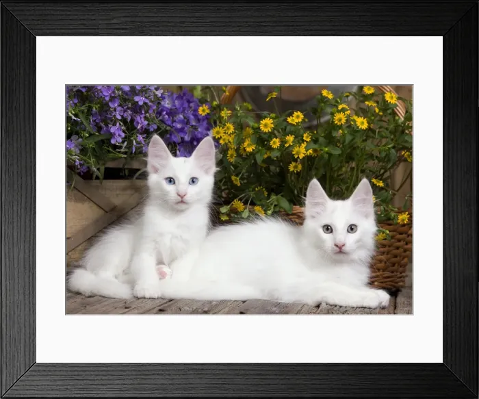 Framed Print : Picture No. 10887947 Framed Print : Picture No. 10887947