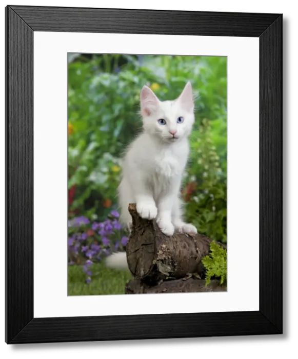 Framed Print : Picture No. 10887952