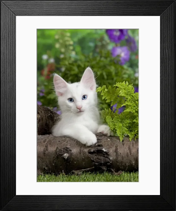 Framed Print : Picture No. 10887955 Framed Print : Picture No. 10887955