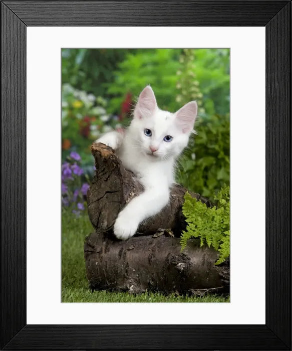 Framed Print : Picture No. 10887951 Framed Print : Picture No. 10887951