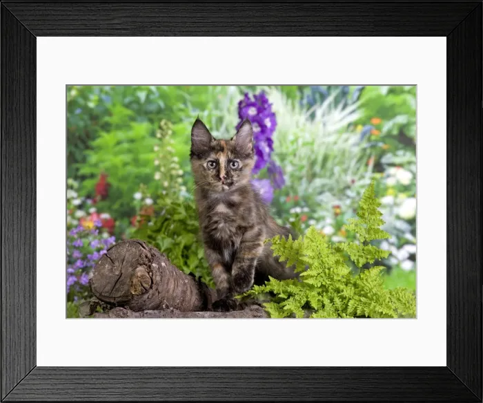 Framed Print : Picture No. 10887958 Framed Print : Picture No. 10887958