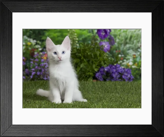 Framed Print : Picture No. 10887957 Framed Print : Picture No. 10887957