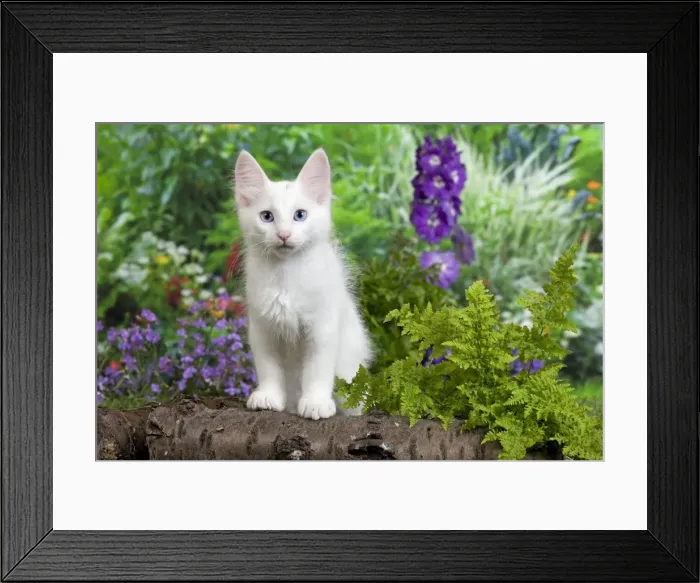 Framed Print : Picture No. 10887956 Framed Print : Picture No. 10887956