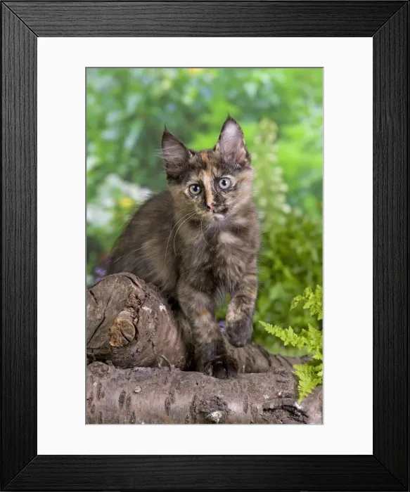 Framed Print : Picture No. 10887960 Framed Print : Picture No. 10887960