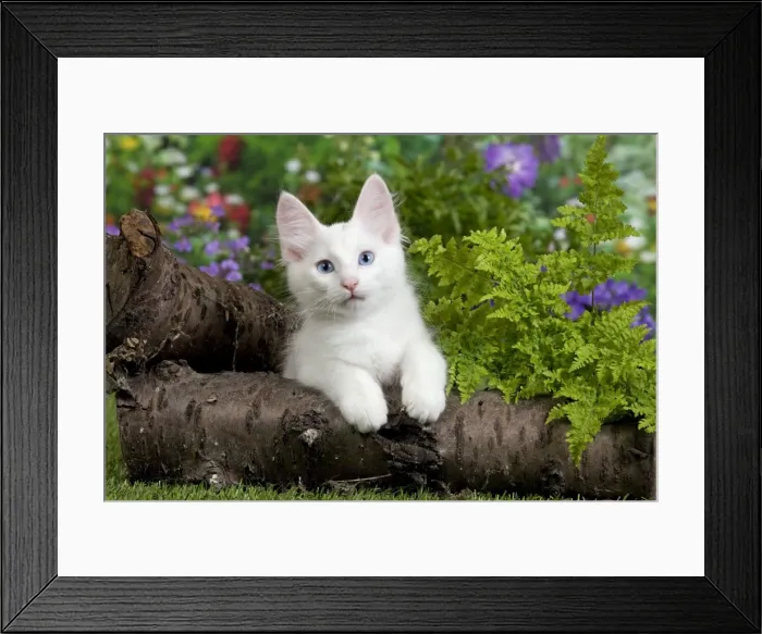 Framed Print : Picture No. 10887954