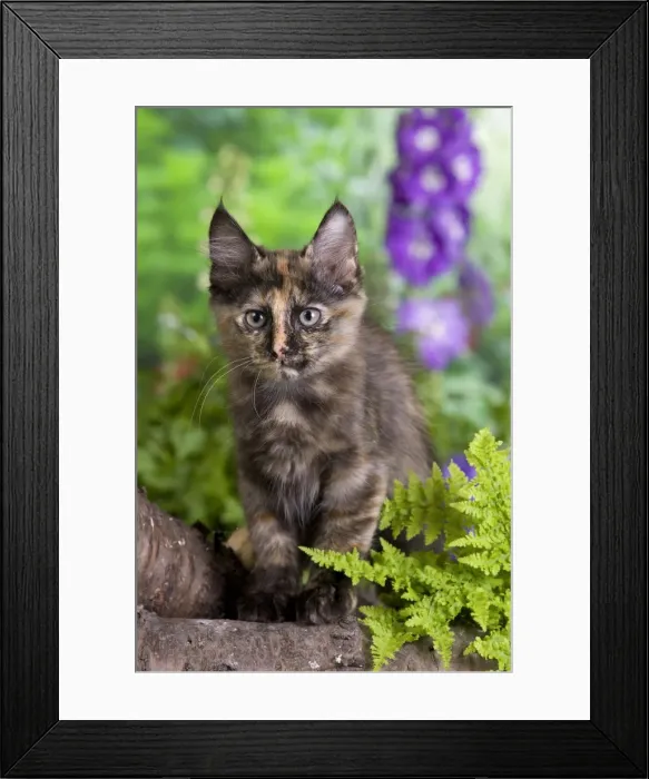 Framed Print : Picture No. 10887959 Framed Print : Picture No. 10887959