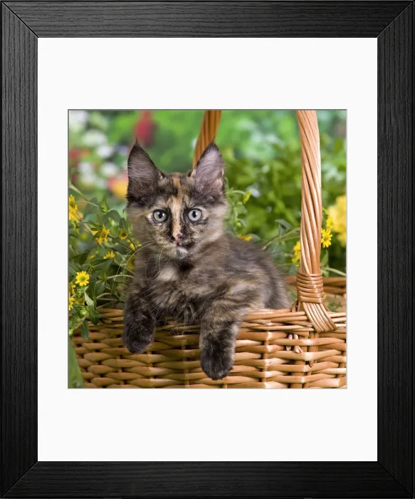 Framed Print : Picture No. 10887963