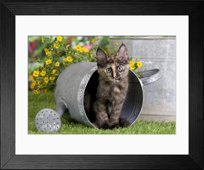 Framed Print : Picture No. 10887965
