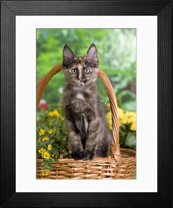 Framed Print : Picture No. 10887964 Framed Print : Picture No. 10887964