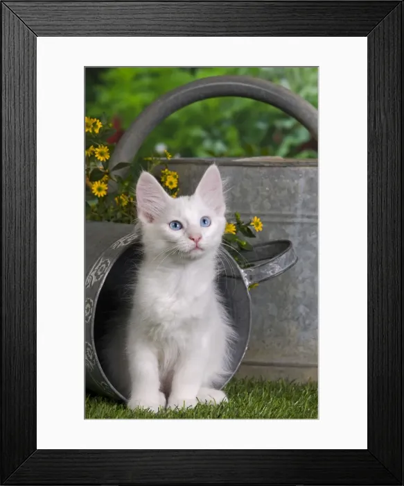 Framed Print : Picture No. 10887967 Framed Print : Picture No. 10887967