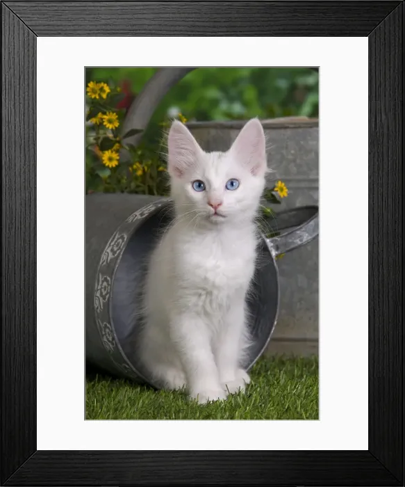 Framed Print : Picture No. 10887968