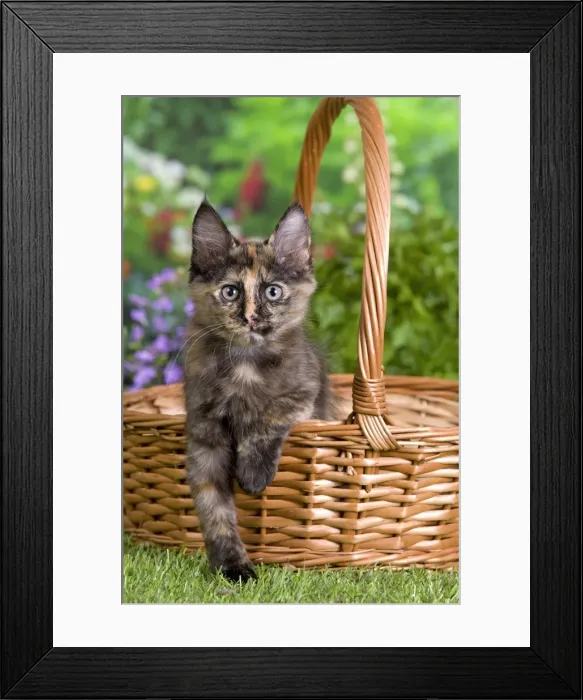 Framed Print : Picture No. 10887962 Framed Print : Picture No. 10887962