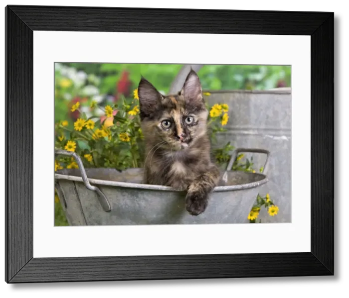 Framed Print : Picture No. 10887966 Framed Print : Picture No. 10887966