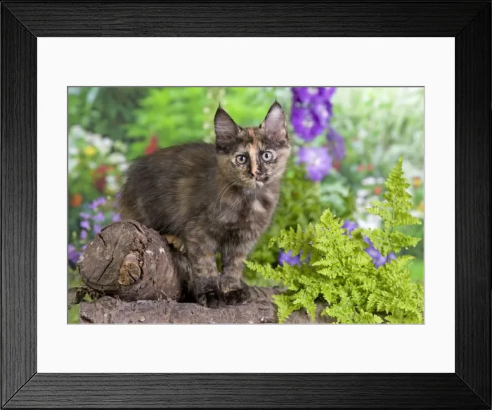 Framed Print : Picture No. 10887961 Framed Print : Picture No. 10887961