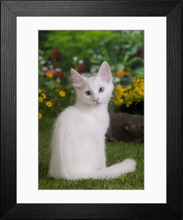Framed Print : Picture No. 10887970